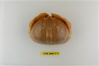 藏品(卷折饅頭蟹)的圖片